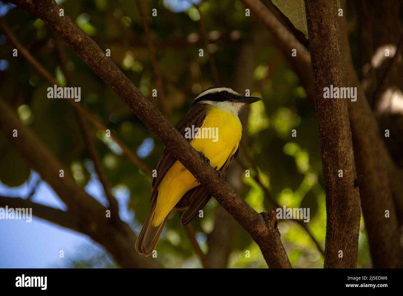 Goiânia, Goias, Brasilien – 22. April 2022: Ein Vogel, der auf dem Ast eines grünen Baumes thront. Pitangus sulfuratus. Stockfoto