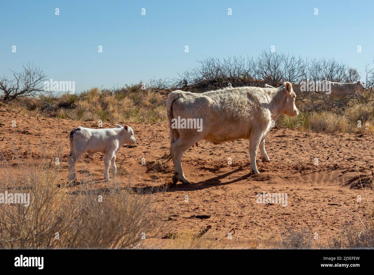 Liebevoll, New Mexico - Eine Kuh und ihr Kalb auf einer Ranch in der Wüste von New Mexico. Stockfoto
