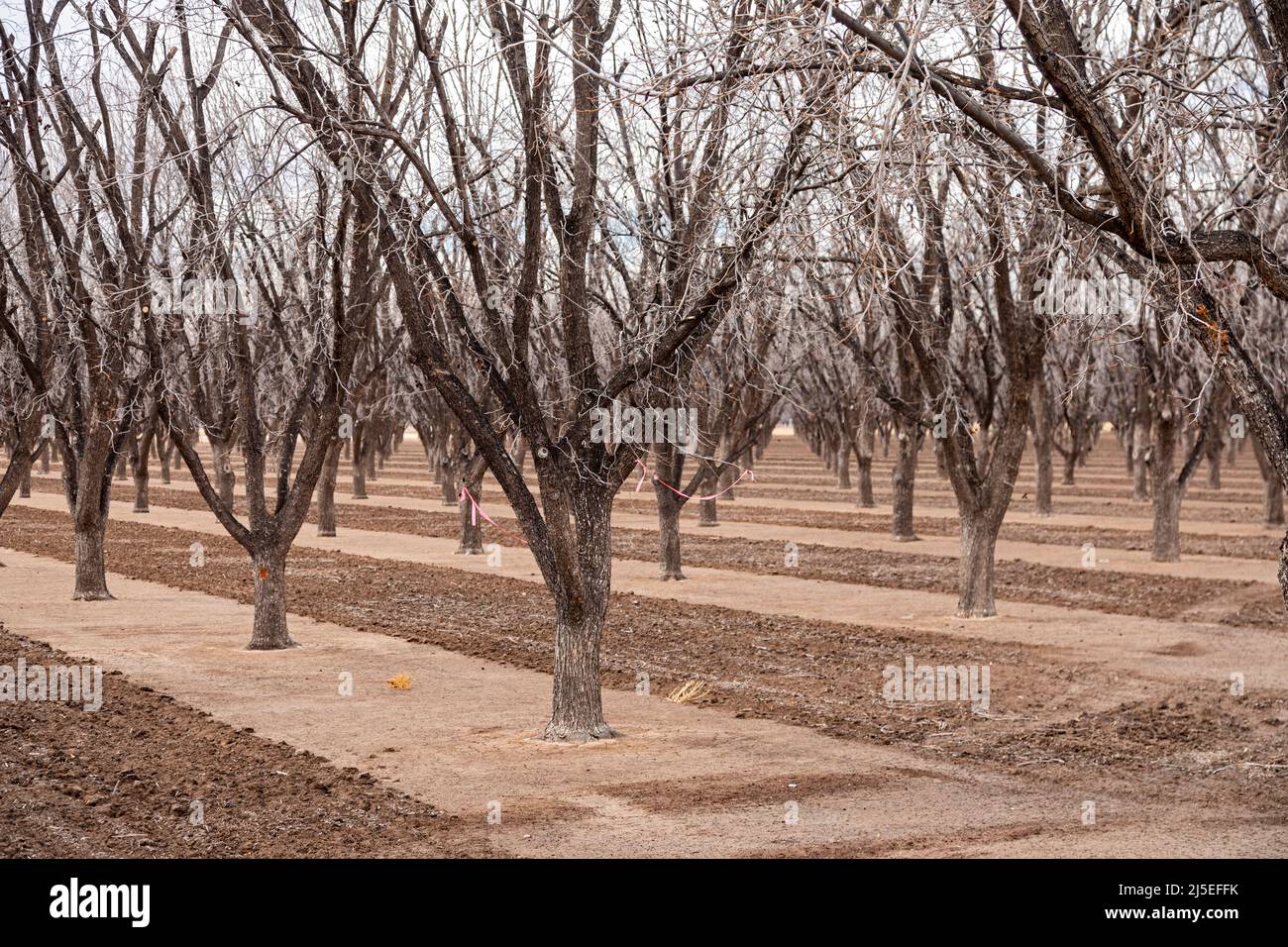 Derry, New Mexico - wasserhungrige Pekannüsse im Winter, die inmitten eines schweren Dought in der Wüste von New Mexico wachsen. Stockfoto