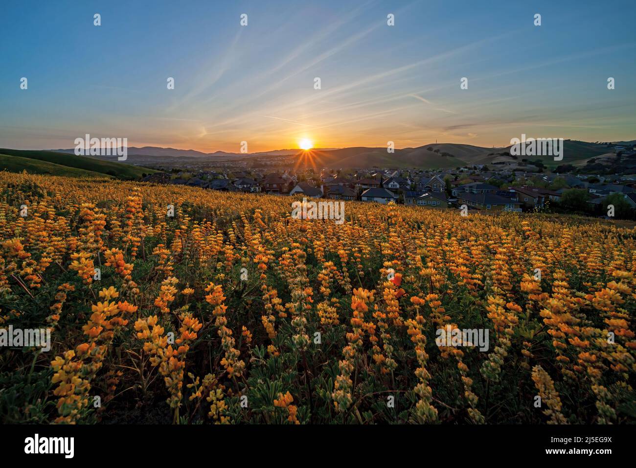 Frühlingsblumen blühen in Tri-Valley, San Francisco East Bay Stockfoto