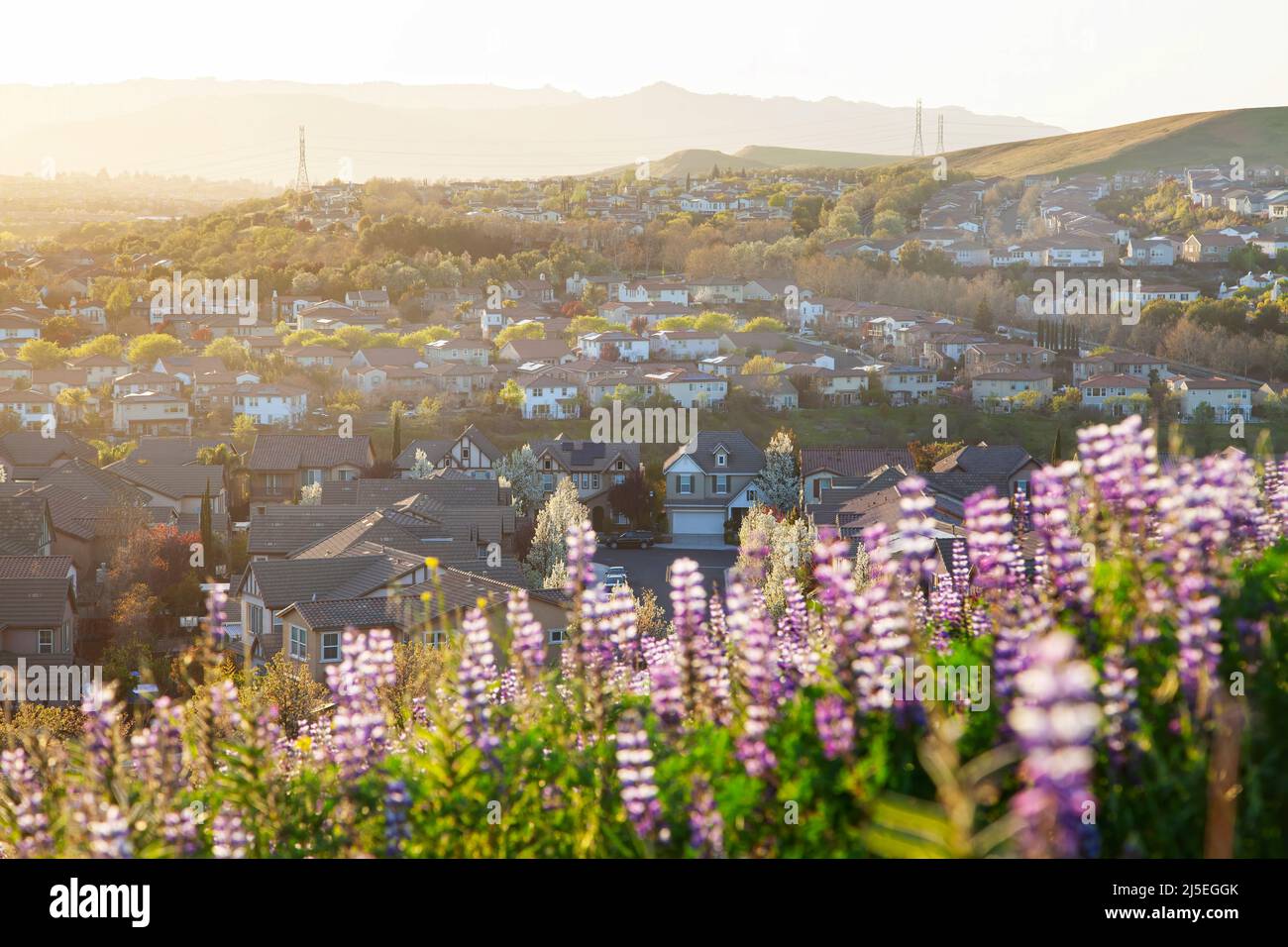 Frühlingsblumen blühen in Tri-Valley, San Francisco East Bay Stockfoto