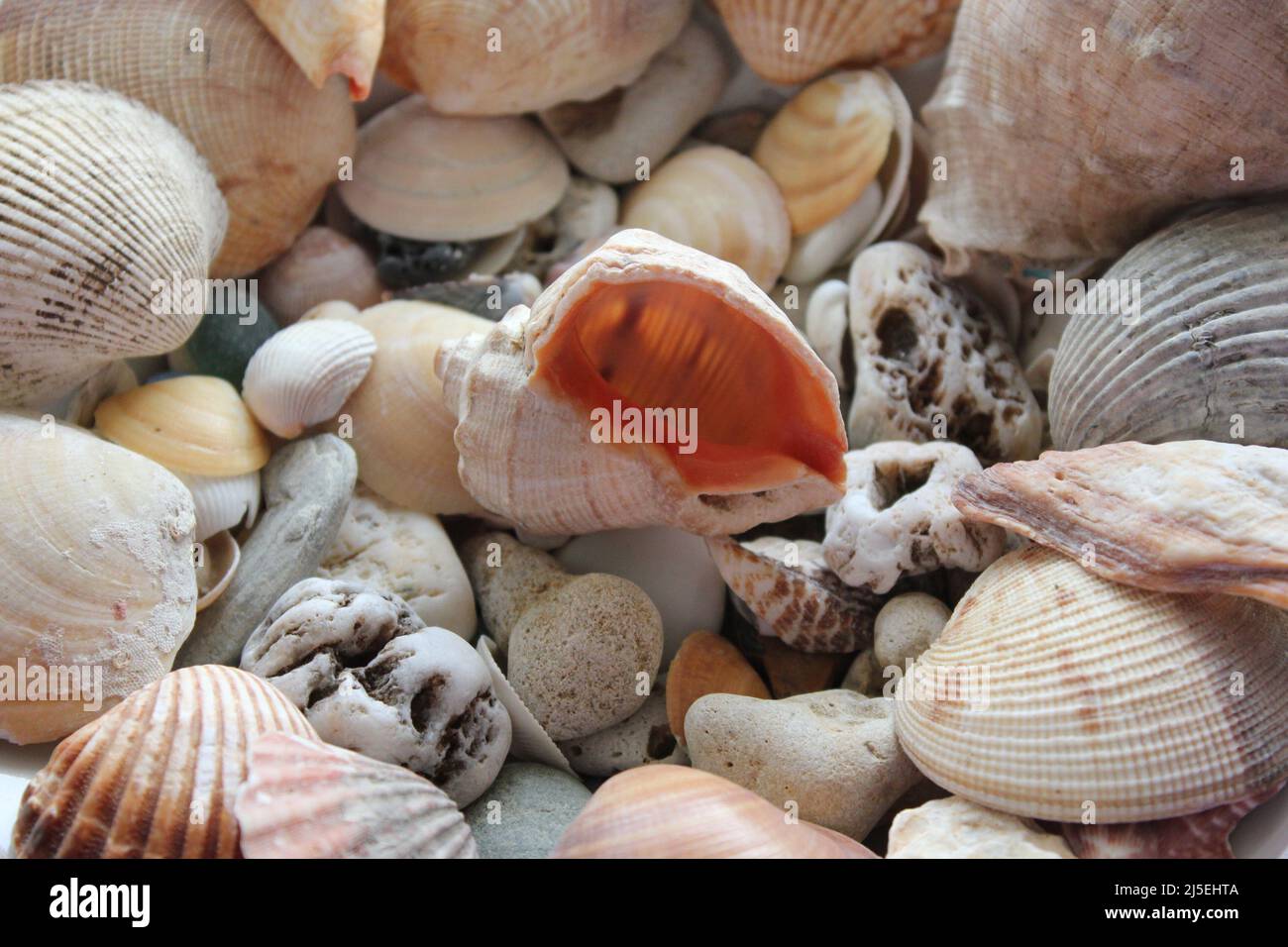 Eine große, schöne Muschel vor dem Hintergrund von schönen Meeressteinen Stockfoto