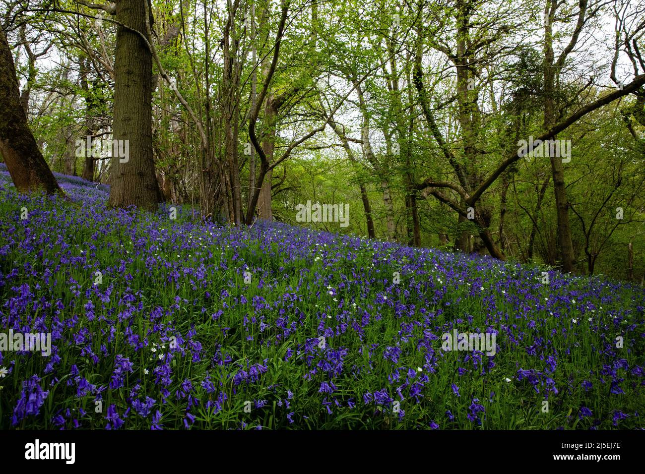 Sulham, Großbritannien. 22.. April 2022. Englische Bluebells sind in Sulham Woods abgebildet. Das Vereinigte Königreich beherbergt mehr als die Hälfte der Weltbevölkerung an Bluebells, aufgeteilt auf die englische oder britische Bluebell (Hyacinthoides non-scripta), die in Sulham Woods gefunden wurde, das unter dem Wildlife and Countryside Act von 1981 geschützt ist, und die sich schnell ausbreitende spanische Bluebell (Hyacinthoides hispanica). Kredit: Mark Kerrison/Alamy Live Nachrichten Stockfoto