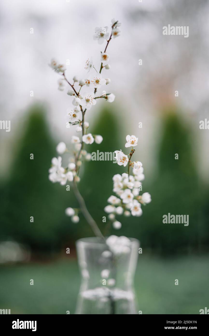 Weiße Kirschblüten Zweig auf Glasvase im Frühling. Minimale Naturfotografie Stockfoto