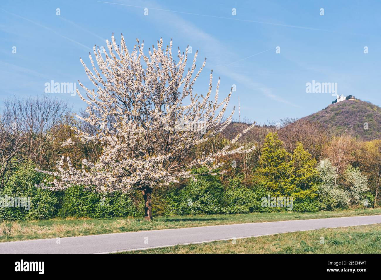 Landschaftlich reizvoller Blick auf den blühenden Naturpark in Wien Österreich Stockfoto