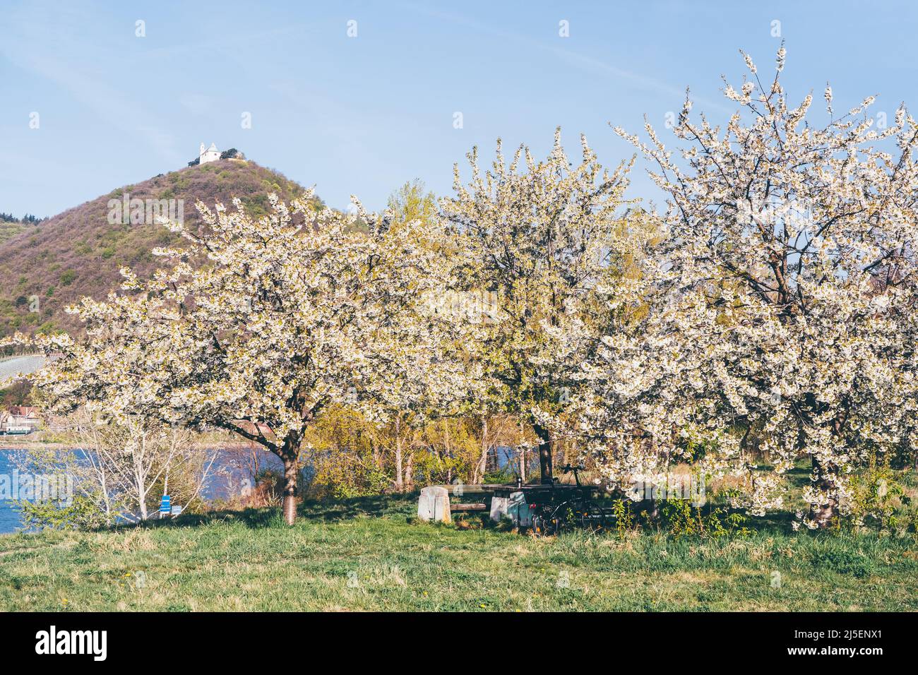 Naturpark in Wien Österreich an der Donau während blühender Kirschbäume im Frühling. Natürlicher Hintergrund. Vergrößern. 4K UHD Stockfoto