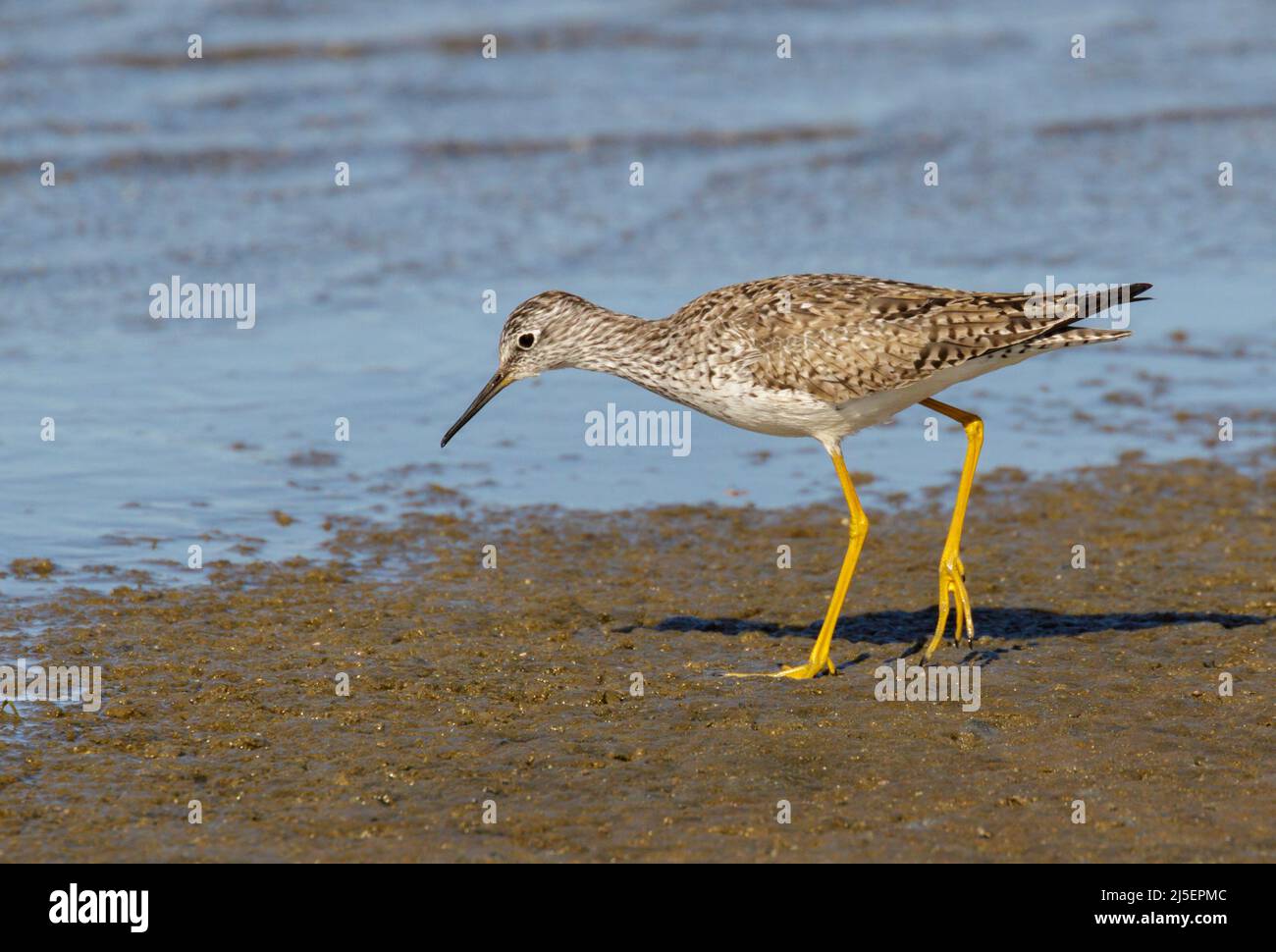 Kleine Gelbbeine (Tringa flavipes) an der Meeresküste während der Frühjahrsmigration, Galveston, Texas, USA. Stockfoto