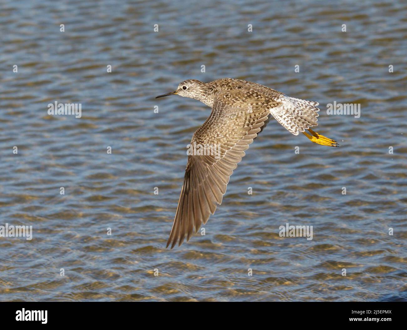 Kleine Gelbbeine (Tringa flavipes) fliegen während der Frühjahrsmigration über die Ozeanküste, Galveston, Texas, USA. Stockfoto