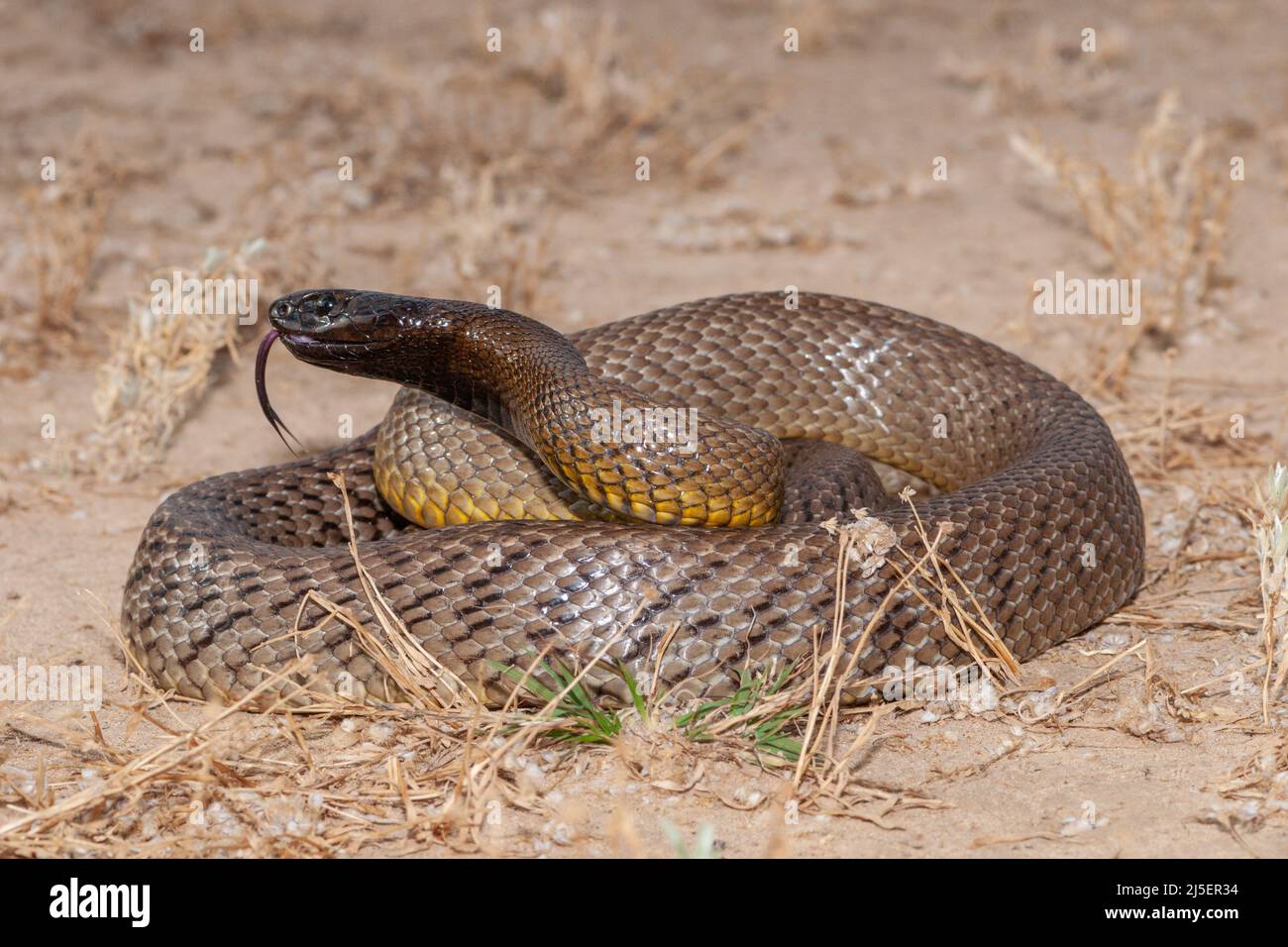 Inland Taipan ( Oxyuranus microlepidot) in seinem Lebensraum, South Western Queensland Australien Stockfoto