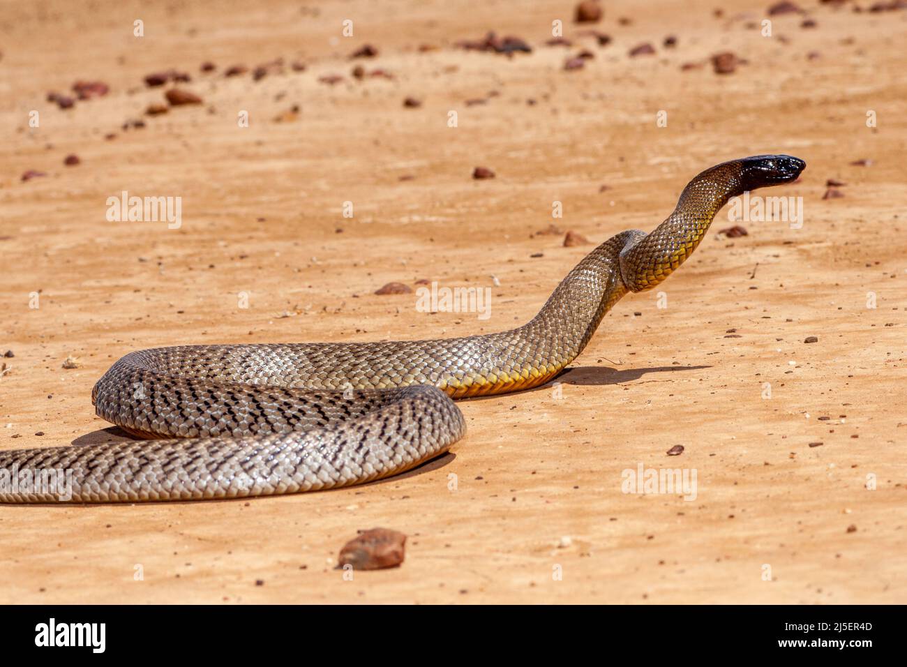 Inland Taipan ( Oxyuranus microlepidot) in seinem Lebensraum, South Western Queensland Australien Stockfoto