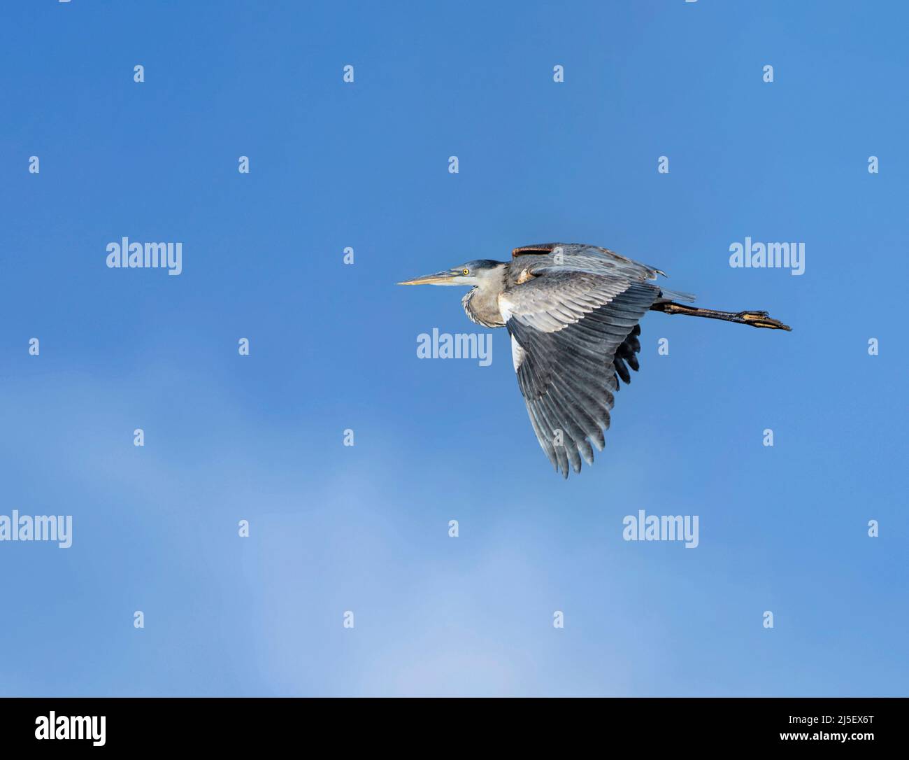 Great Blue Heron (Ardea herodias) fliegt über Malibu Lagoon State Beach CA, USA Stockfoto