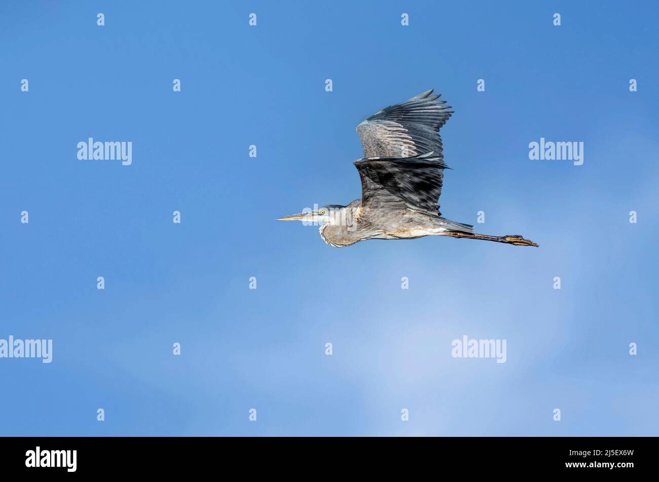 Great Blue Heron (Ardea herodias) fliegt über Malibu Lagoon State Beach CA, USA Stockfoto