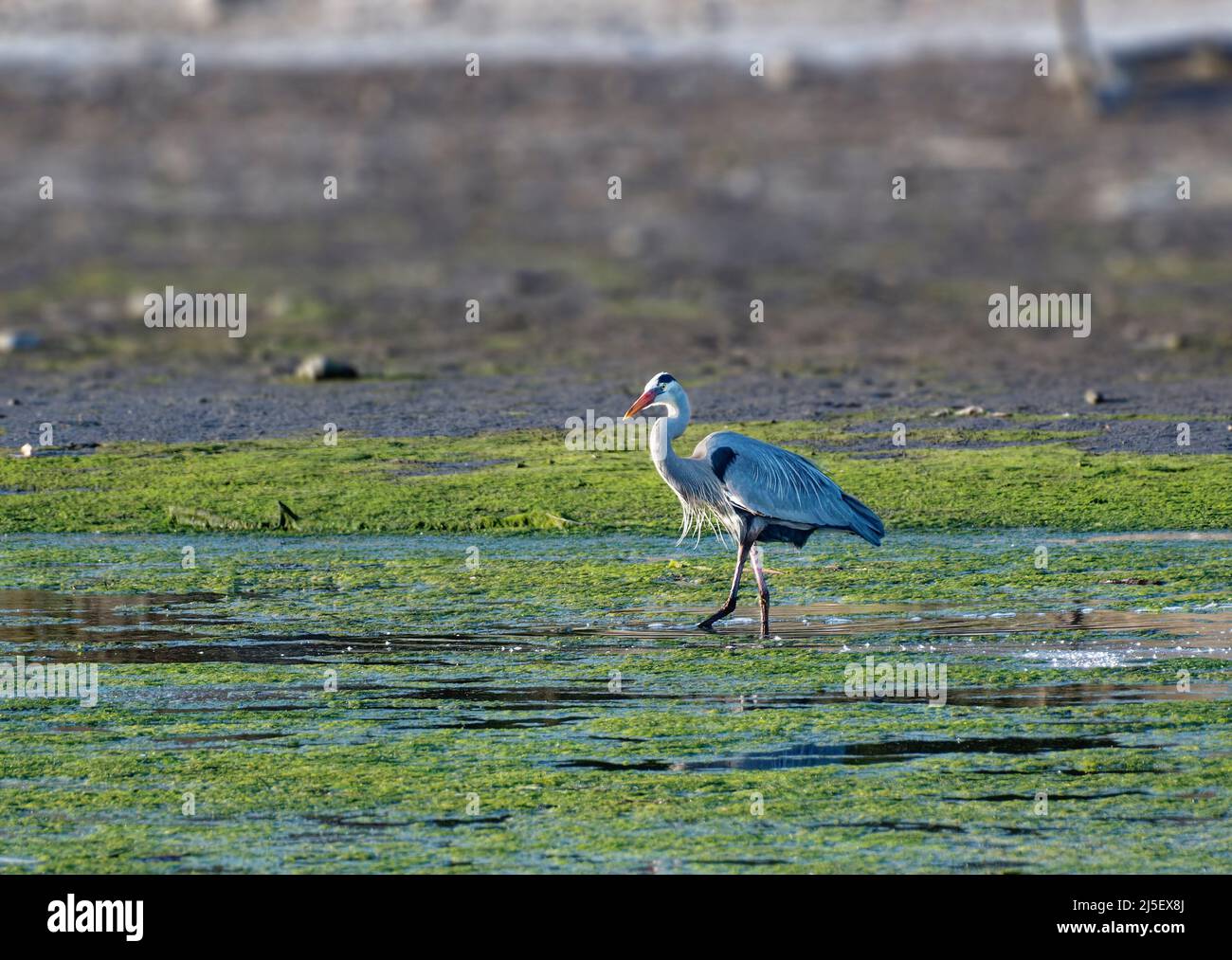 Great Blue Heron (Ardea herodias) in Malibu Lagoon State Beach, CA, USA Stockfoto