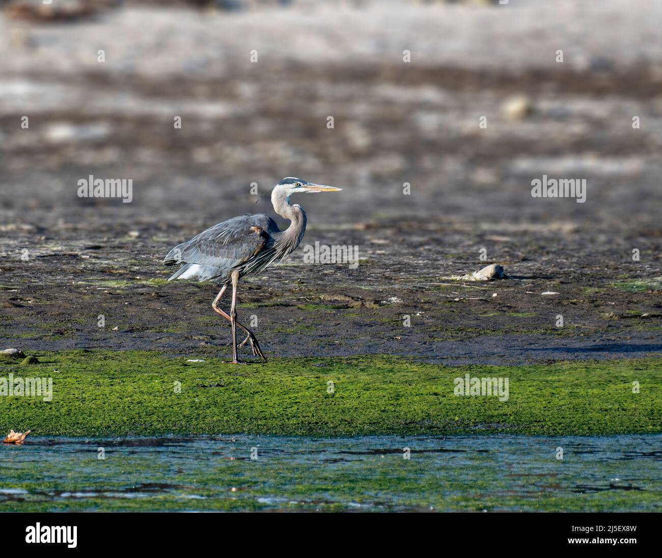Great Blue Heron (Ardea herodias) in Malibu Lagoon State Beach, CA, USA Stockfoto