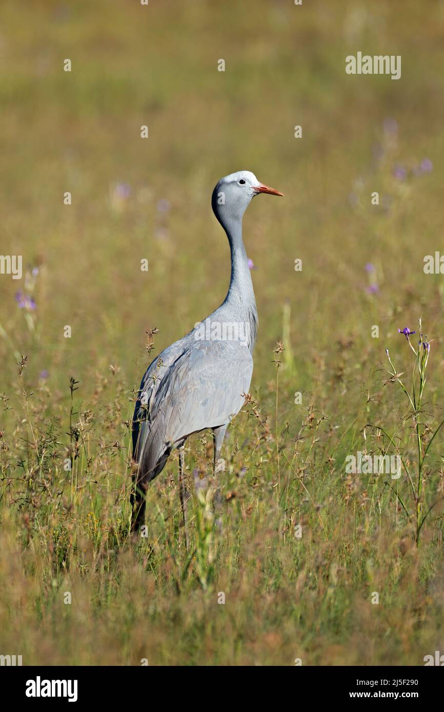 Ein gefährdeter Blaukran (Anthropoides paradisea) im Grasland, Südafrika Stockfoto