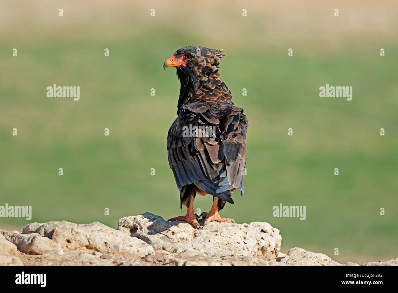 Bateleur-Adler (Terathopius ecaudatus) auf einem Felsen, Kalahari-Wüste, Südafrika Stockfoto