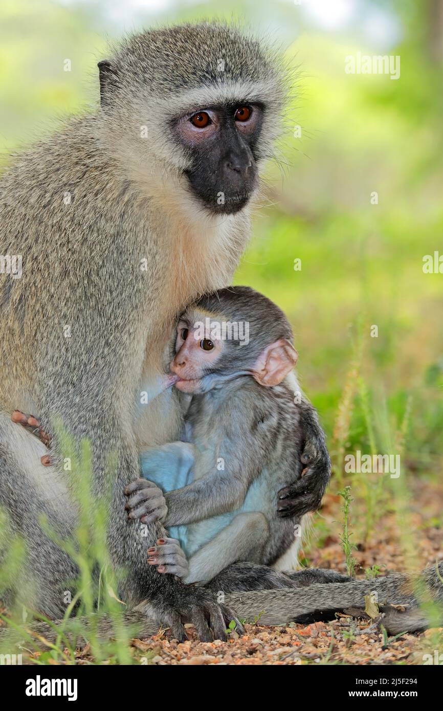 Vervet-Affe (Cercopithecus aethiops) mit Säugling, Kruger-Nationalpark, Südafrika Stockfoto