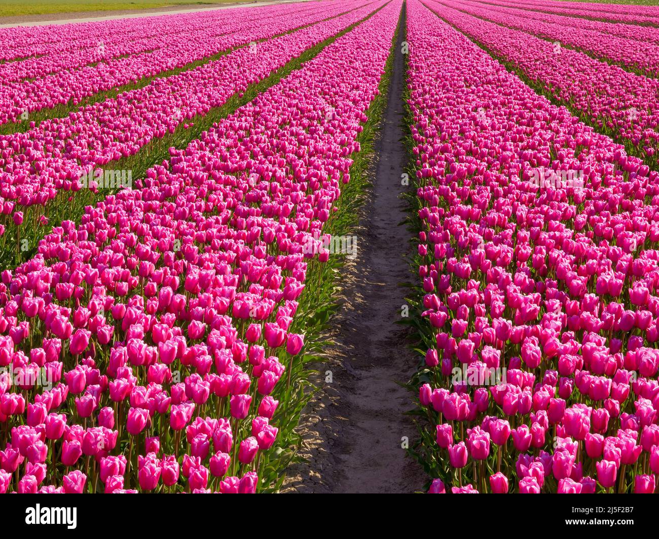 Reihen von Pink Tulpen in Flevoland, Niederlande Stockfoto