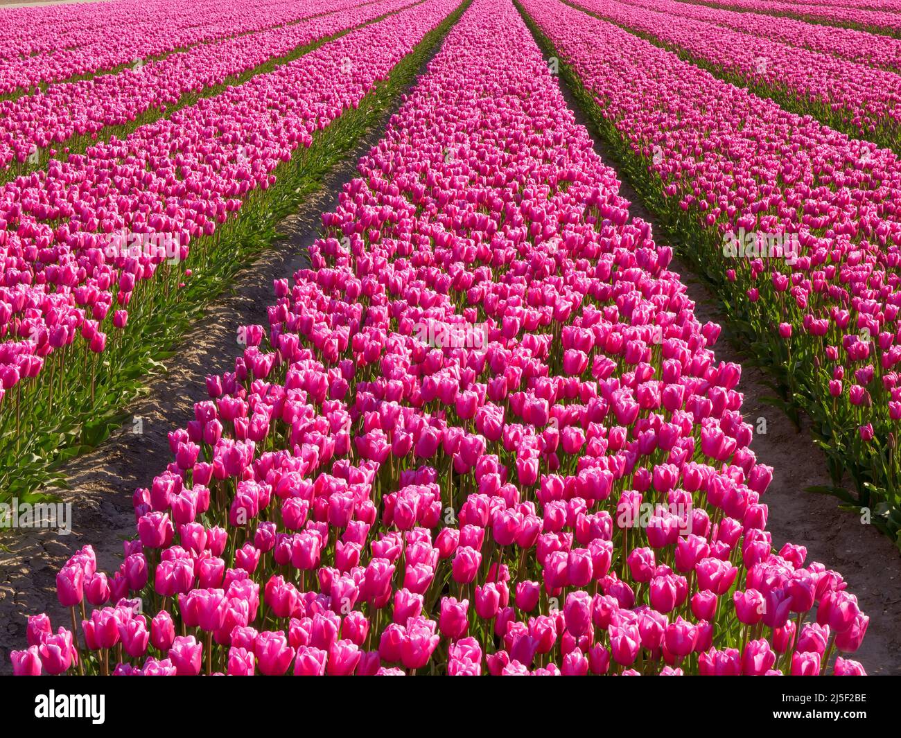 Reihen von Pink Tulpen in Flevoland, Niederlande Stockfoto