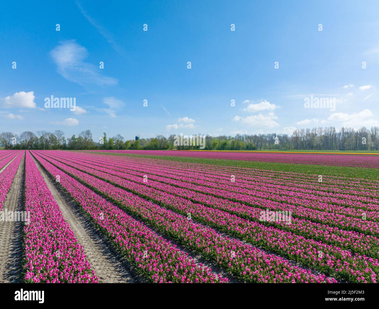 Reihen von Pink Tulpen in Flevoland, Niederlande Stockfoto