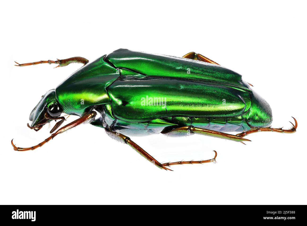 Blumenschäfer (Chalcothea smaragdina) isoliert auf weißem Hintergrund Stockfoto