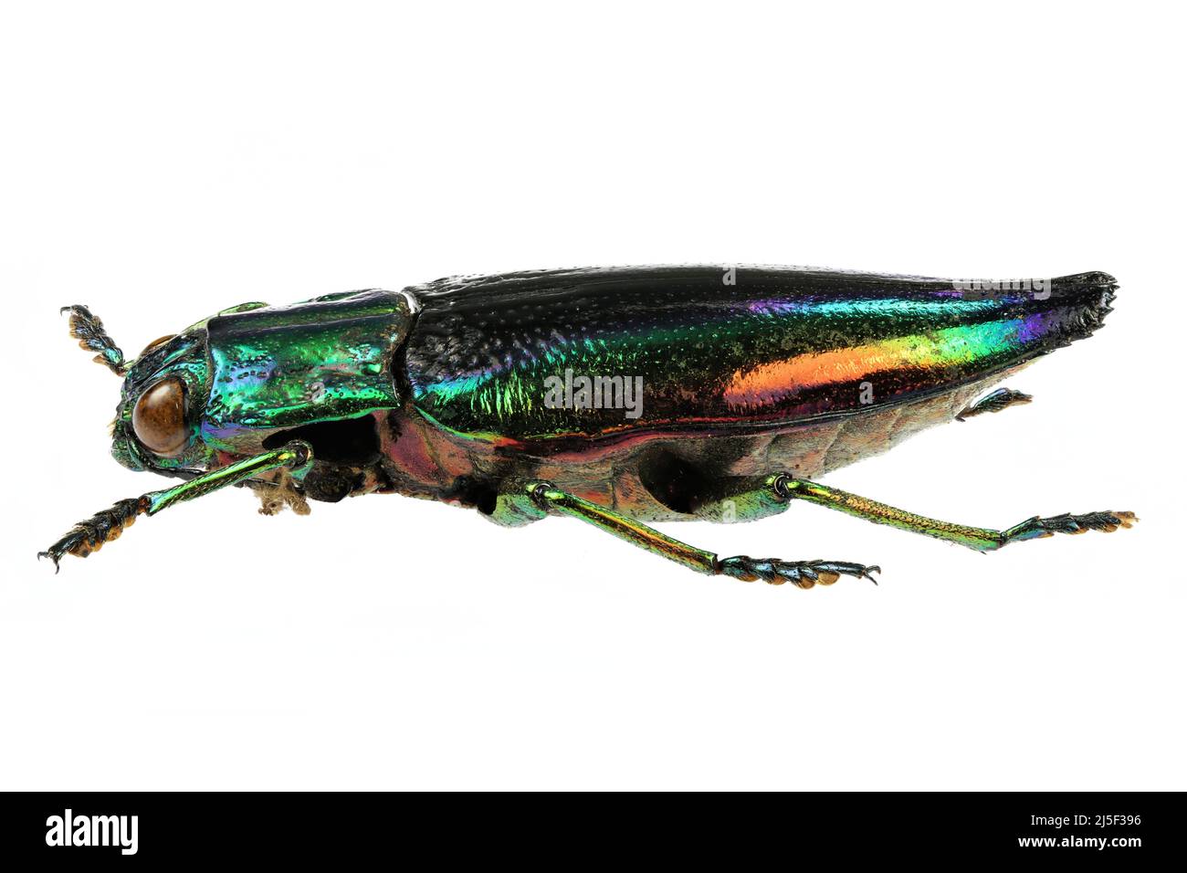 Edelkäfer (Cyphogastra calepyga) isoliert auf weißem Hintergrund Stockfoto