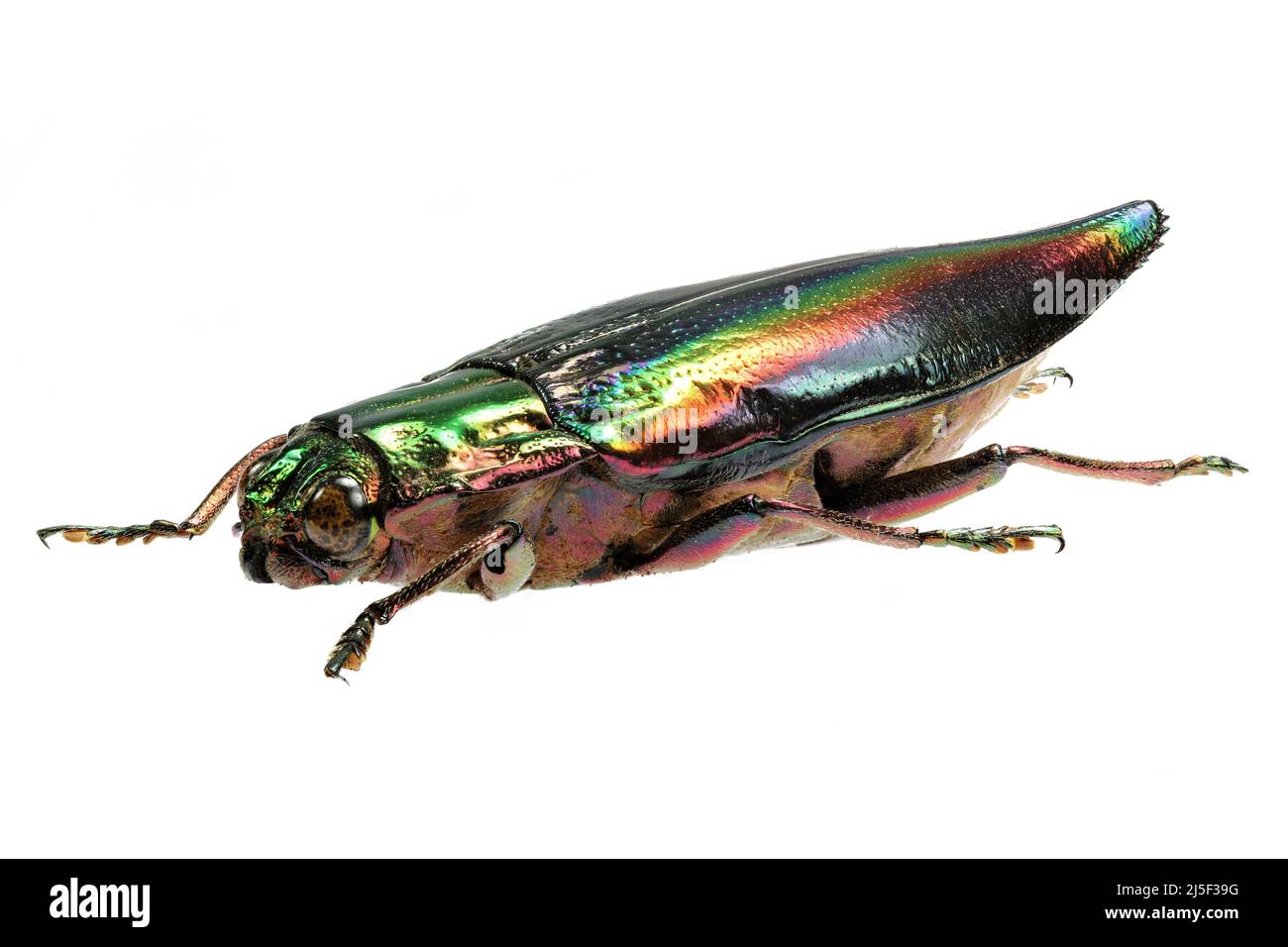 Schmuckkäfer (Cyphogastra javanica) isoliert auf weißem Hintergrund Stockfoto