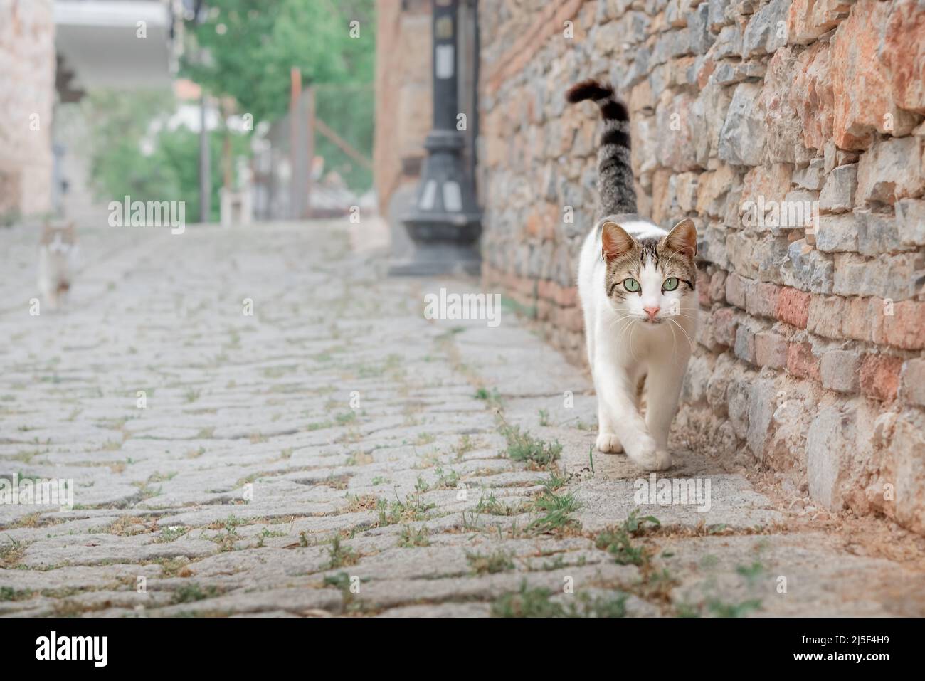 Eine obdachlose Katze geht auf dem Bürgersteig in Alanya entlang. Stockfoto