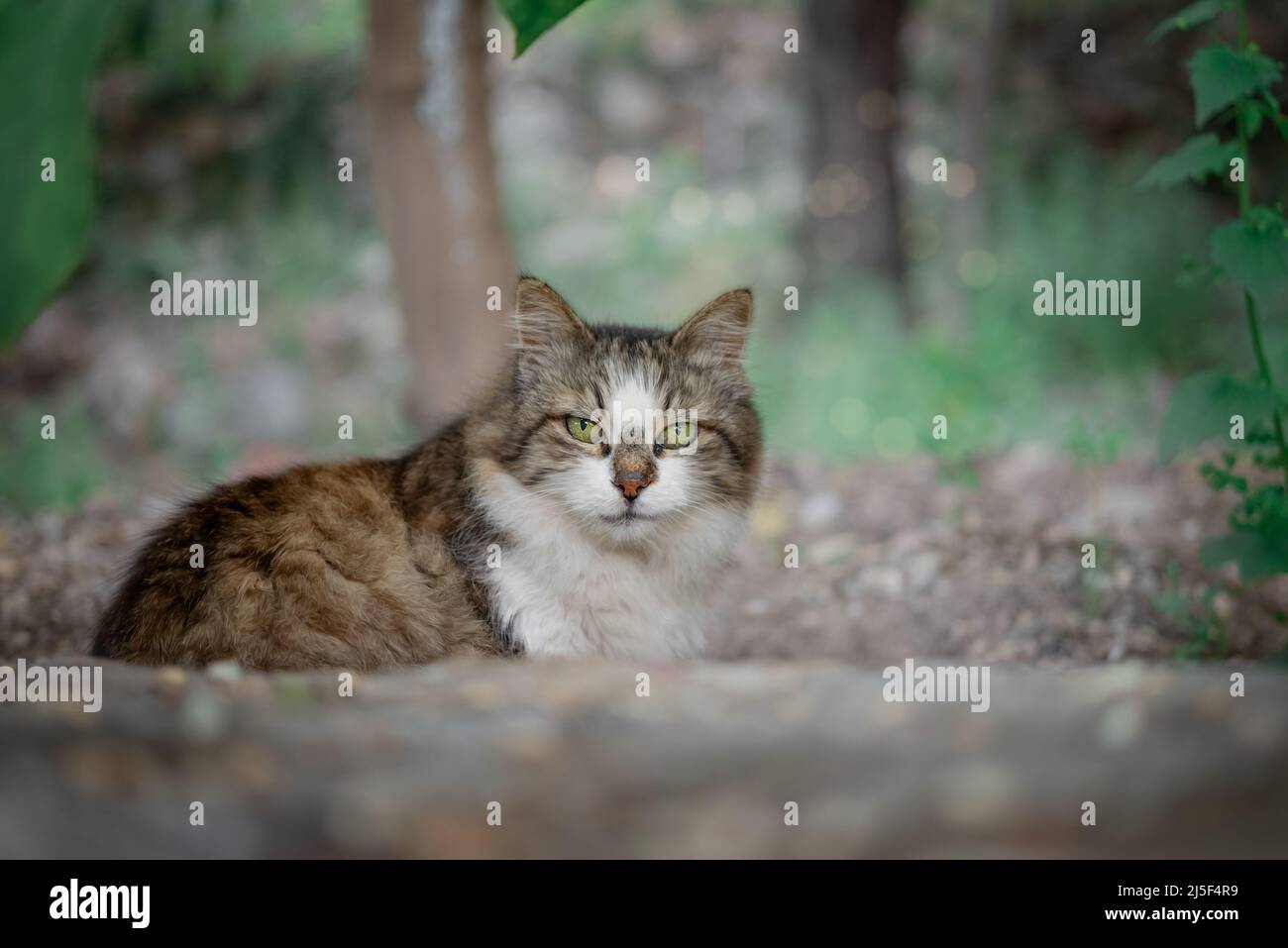 Flauschige Hauskatze läuft auf dem Gras im Park. Stockfoto