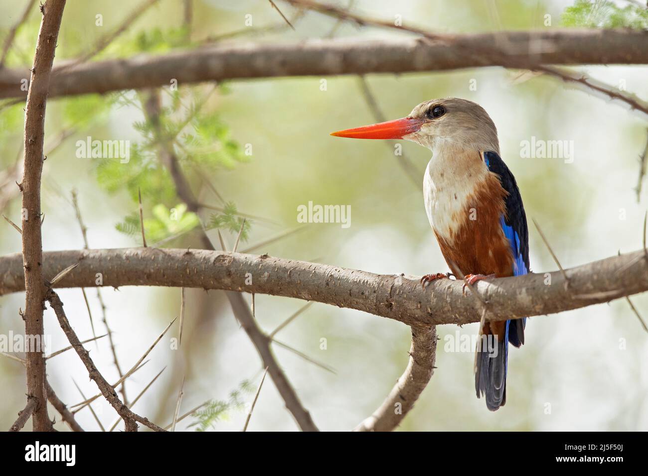 Grauer Eisvögel (Halcyon leucocephala), der auf einem Ast thront. Stockfoto