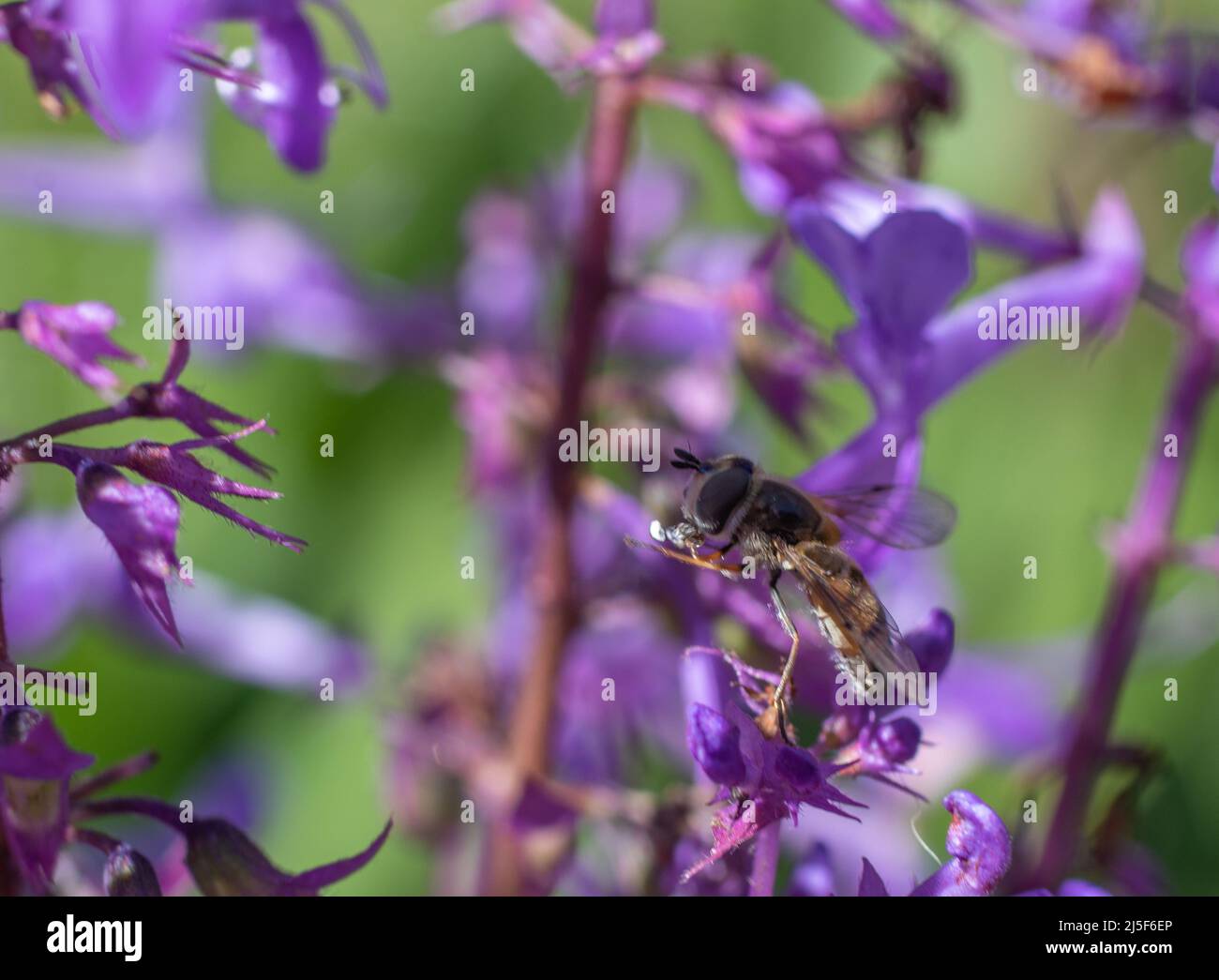 Eine Schwebefliege bestäubt eine Blume in einem Garten Stockfoto