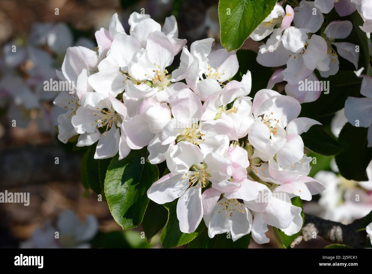 Blütenblüten von Malus domestica Reverend Wilks blassgrünen Kochäpfeln Stockfoto