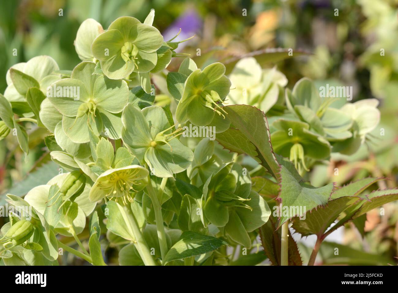 Blassgrüne Blüten oh Helleborus arguilfolium korsischer Hellebore Holly-leaved Hellebore Stockfoto