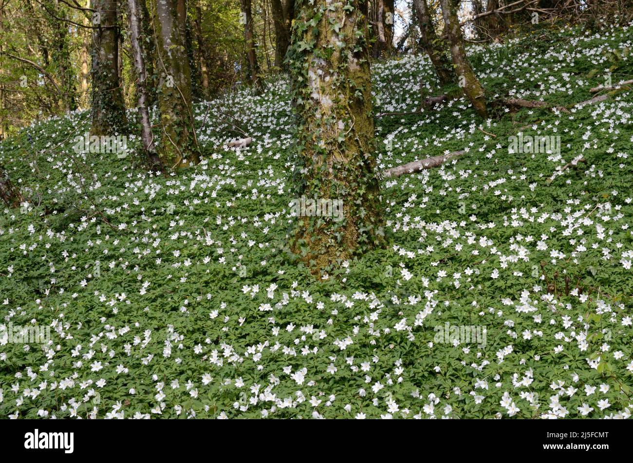 Holzanemonen Anemoniodes nemorosa blüht auf einem alten Waldboden Stockfoto