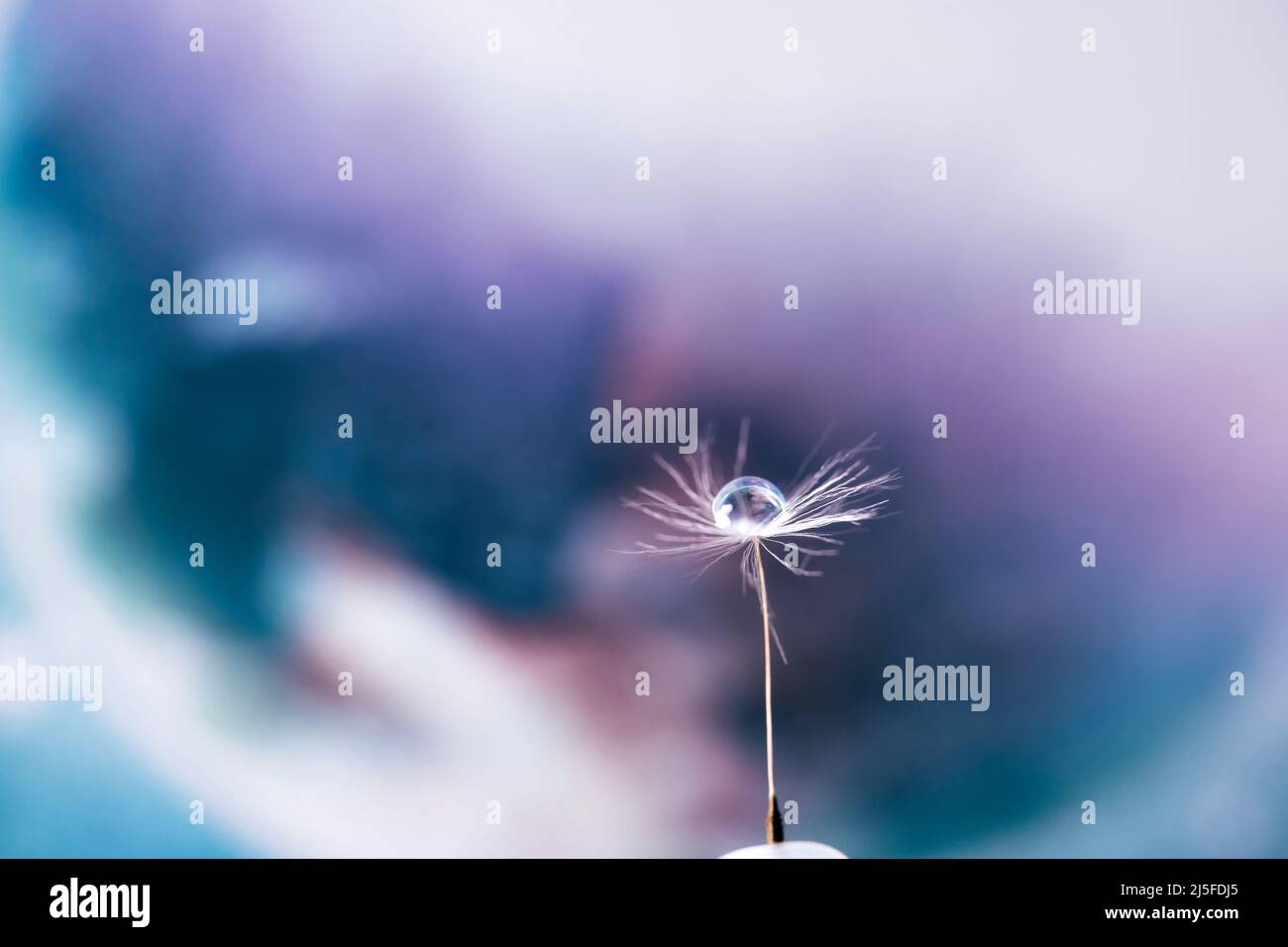 Erde im Wassertropfen Reflexion auf dem Dandelionssamen. Naturkonzept. Makroaufnahme Stockfoto