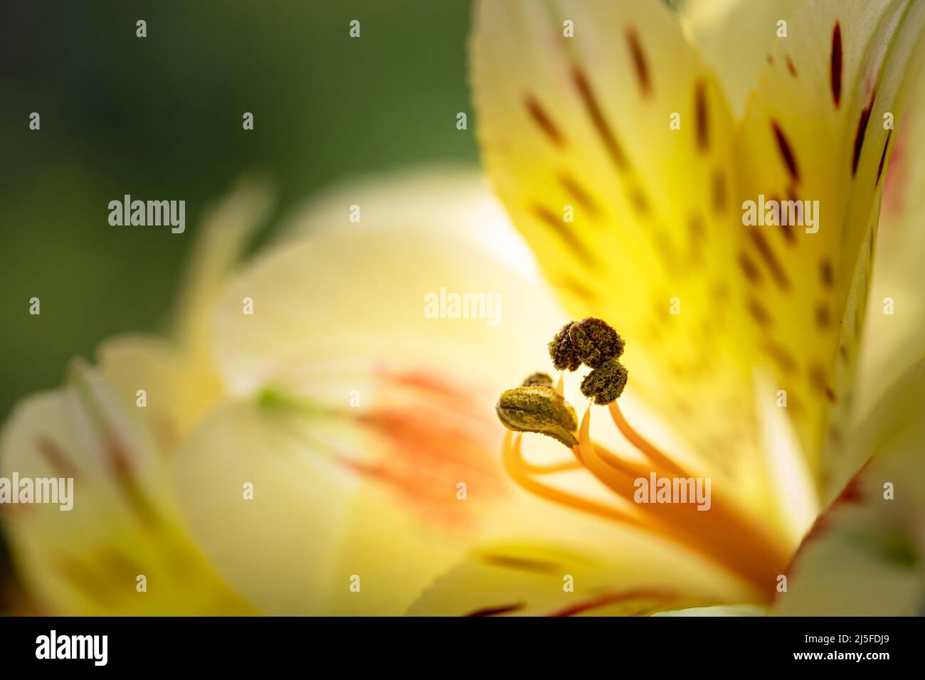 Makroaufnahme von Alstromeria-Blütenstamenen vor grünem Hintergrund. Sommerliches Naturkonzept. Floraler natürlicher Hintergrund Stockfoto