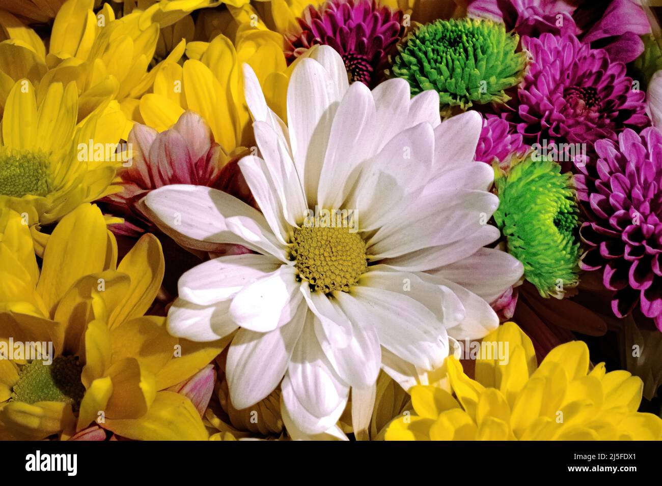 Mehrere Daisen und Blumen gruppiert Stockfoto