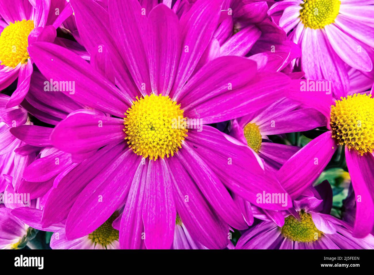 Eine Makroansicht einer violetten persischen Gänseblümchen Stockfoto