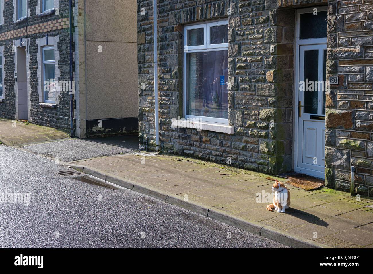 Eine Katze, die an einem sonnigen Tag auf dem Bürgersteig sitzt, in Trehafod, Rhondda Valley, South Wales, 2022 Stockfoto