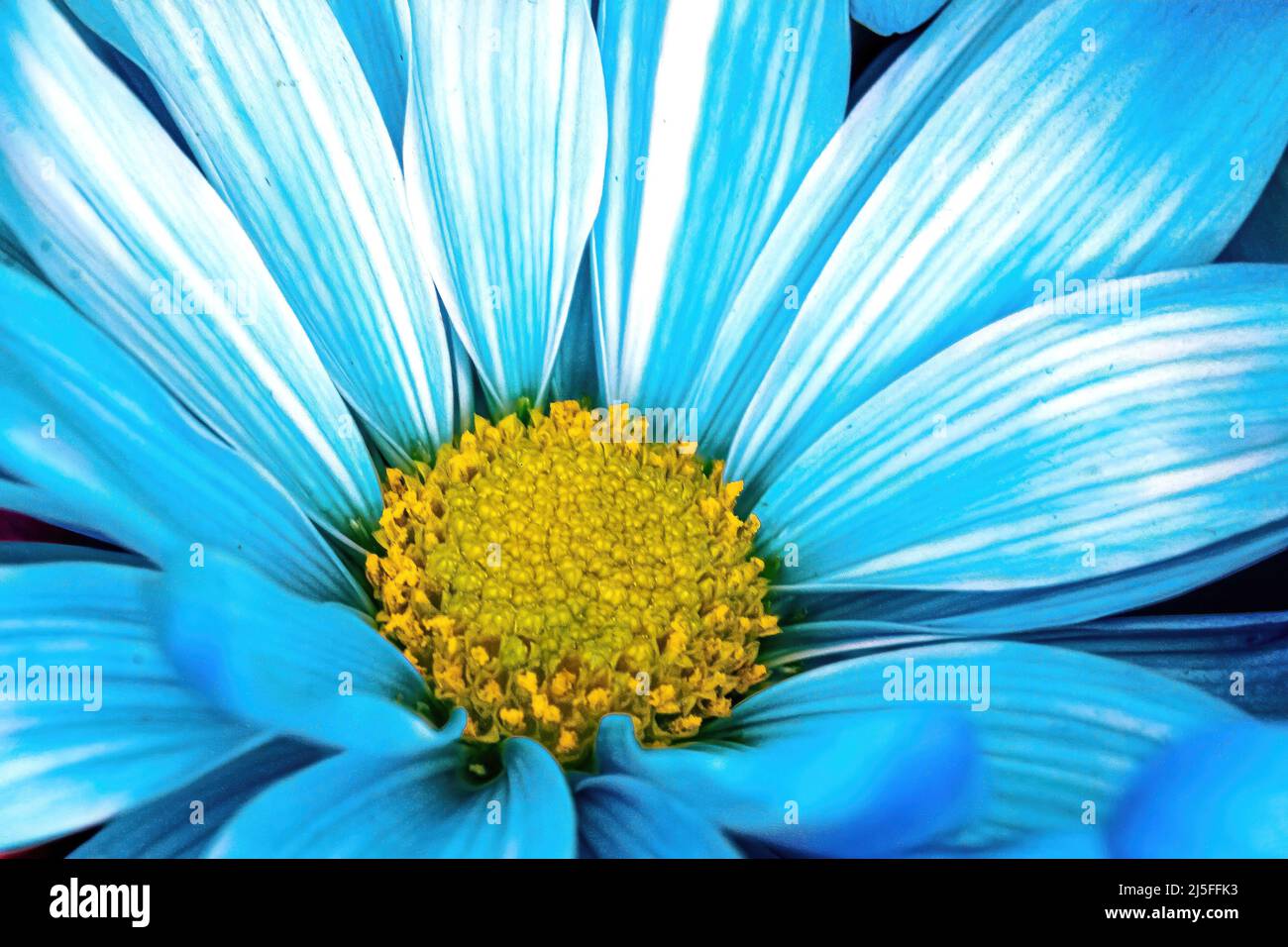 Makroansicht einer blauen Gänseblümchen im Frühjahr Stockfoto