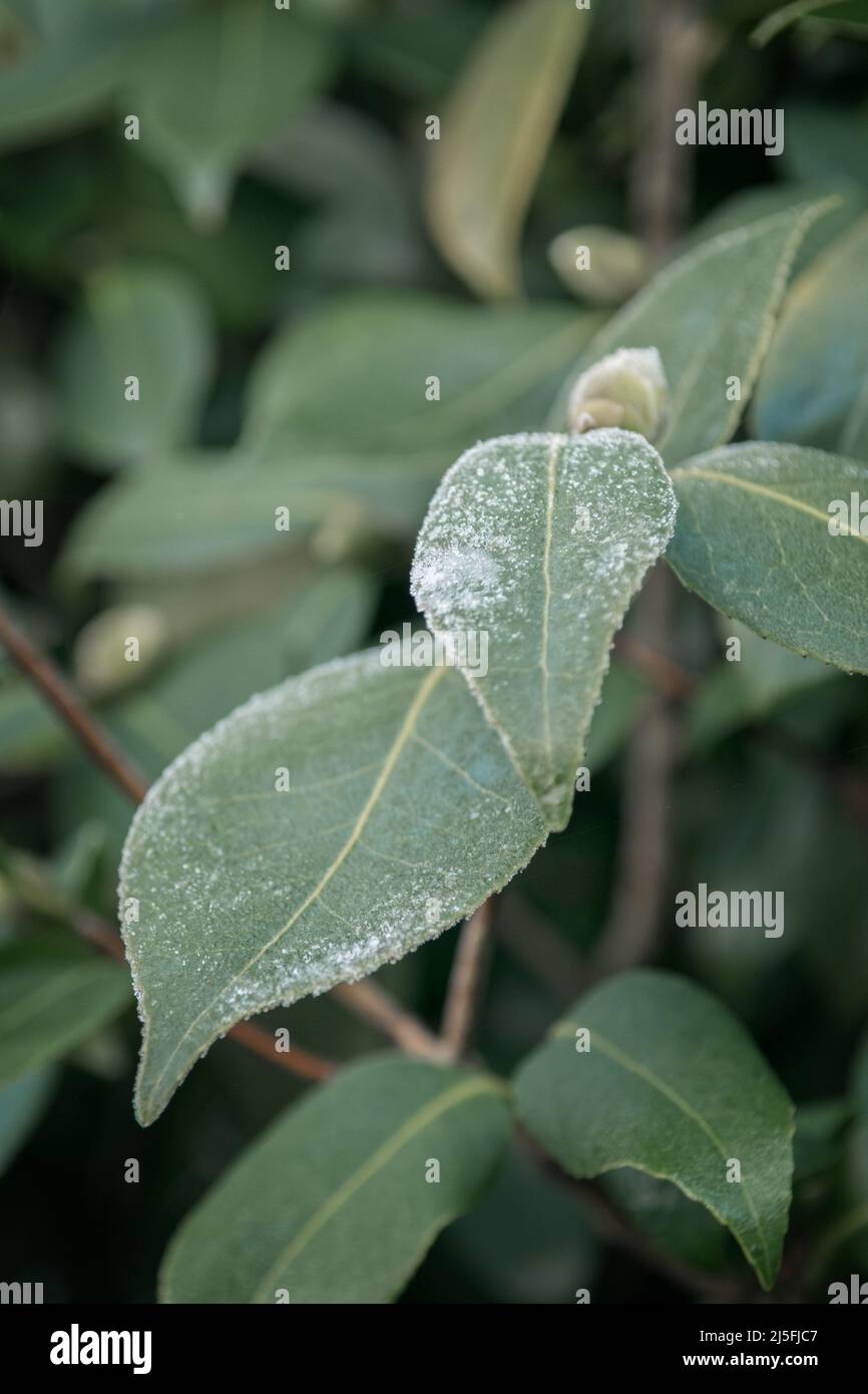 Nahaufnahme des Frosts auf den Blättern eines Salbeibusches im Garten. Stockfoto