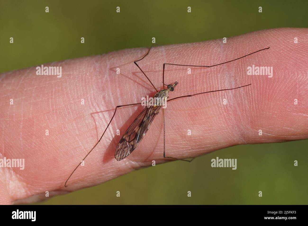 Männliche Kranichfliege Tipula rufina ruht auf einem Finger. Nicht beißend!, gefaltete Flügel. Familienkrane fliegen (Tipulidae). Frühling, holländischer Garten, Niederlande. Stockfoto