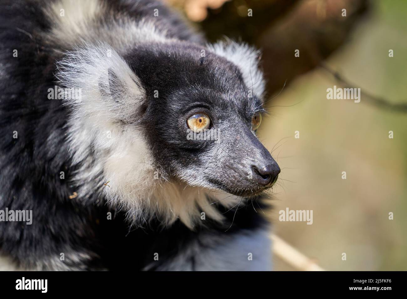 Schwarz und weiß Ruffed lemur Stockfoto