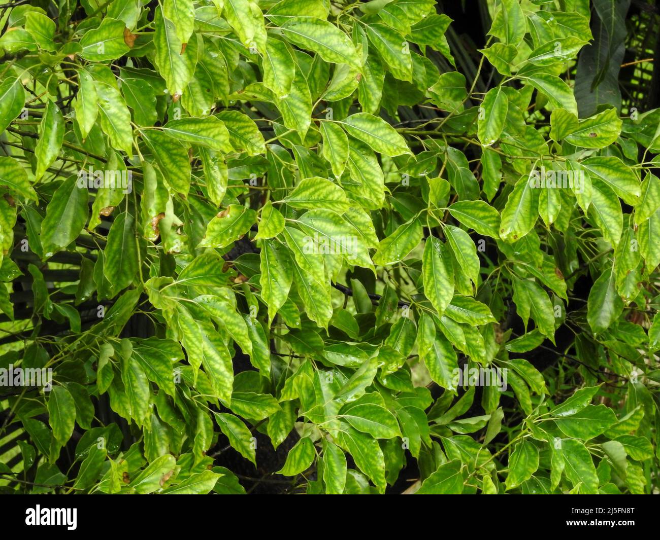 Eine Nahaufnahme von Kampfer Lorbeerblättern. Cinnamomum camphora ist eine immergrüne Baumart, die allgemein unter den Namen Kampfer Baum, Lager bekannt ist Stockfoto