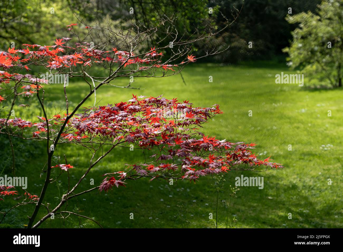 Nahaufnahme eines filigranen weinenden purpurnen Acer oder japanischen Ahornbaums (Dissectum Granat) Stockfoto