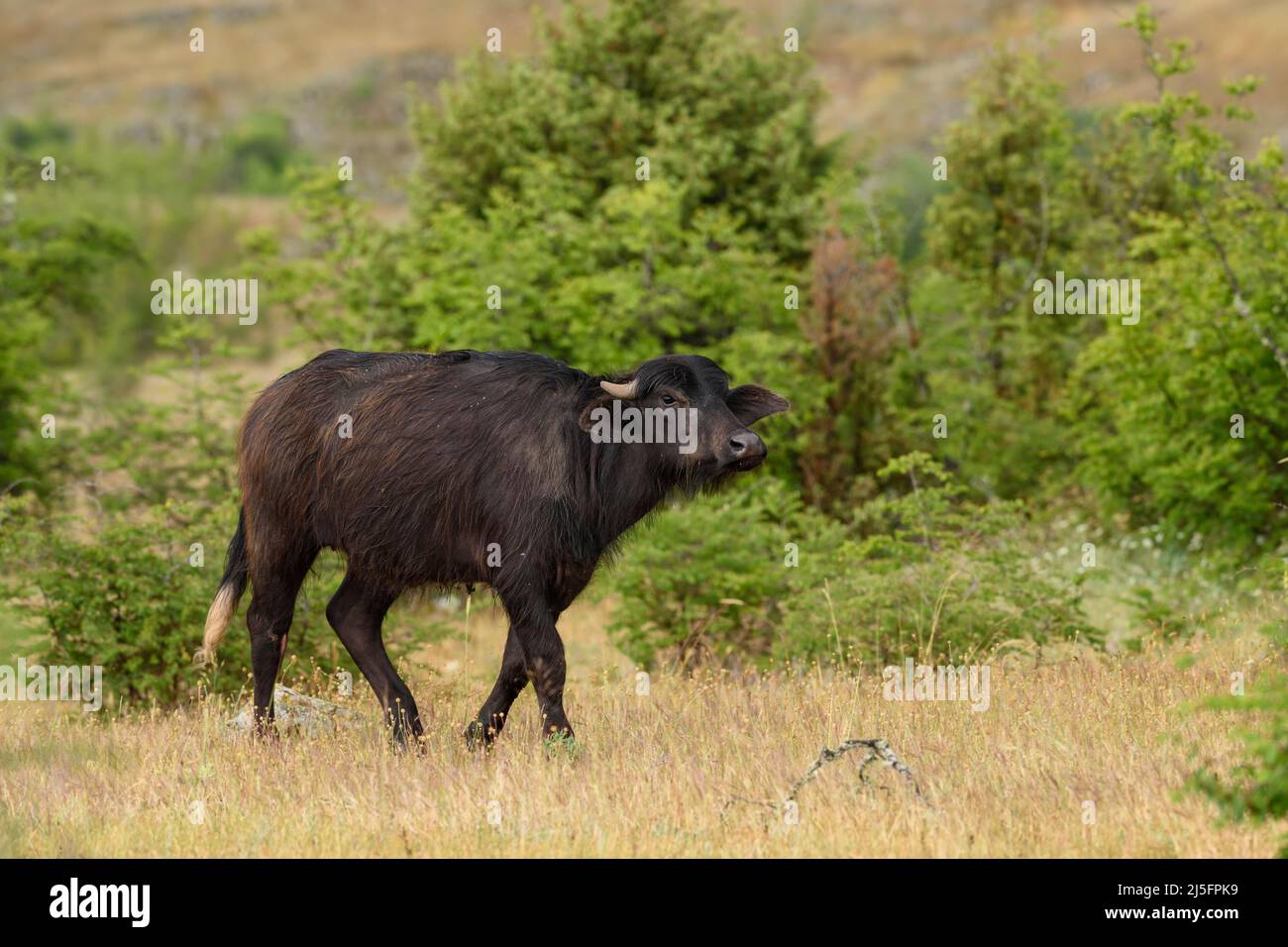 Hauswasserbüffel - Bubalus arnee, Großsäuger aus euroasiatischen Sümpfen und Grasland, Ostrodope, Bulgarien. Stockfoto