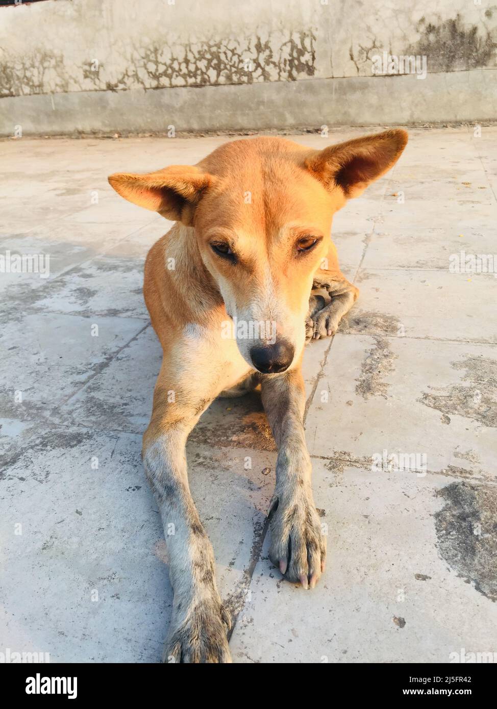 Slum Hunde, Straßenhund. Sie sehen so unschuldig aus und posieren für meine Kamera. Sie sind so süß und harmlos. Verirrt Hund ruht auf dem Roadside. Stockfoto