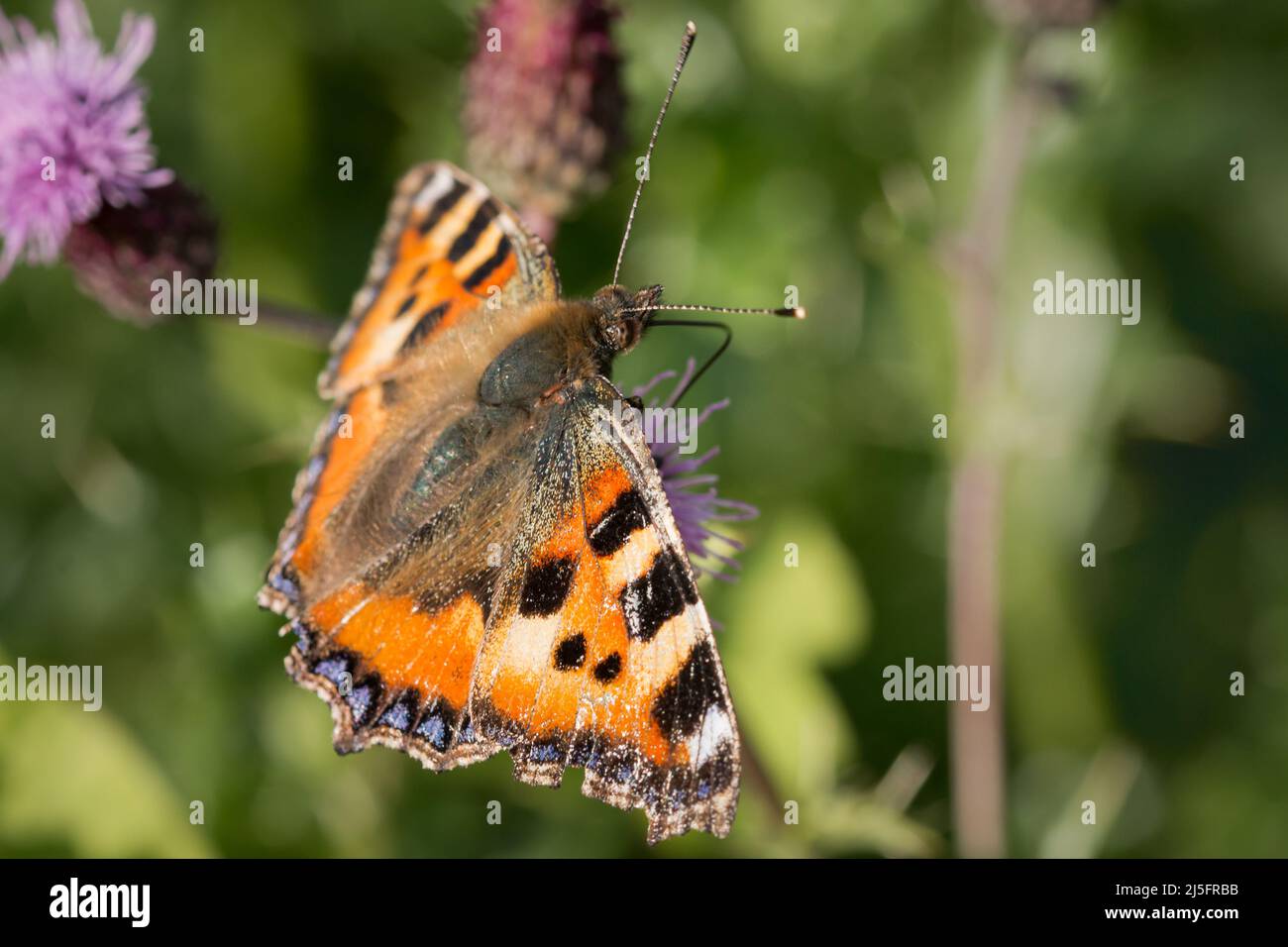 Ein leicht zerlumpter kleiner Schildpatt-Schmetterling (Aglais urticae) ernährt sich von Blumen im Abgrund in Newmarket Stockfoto