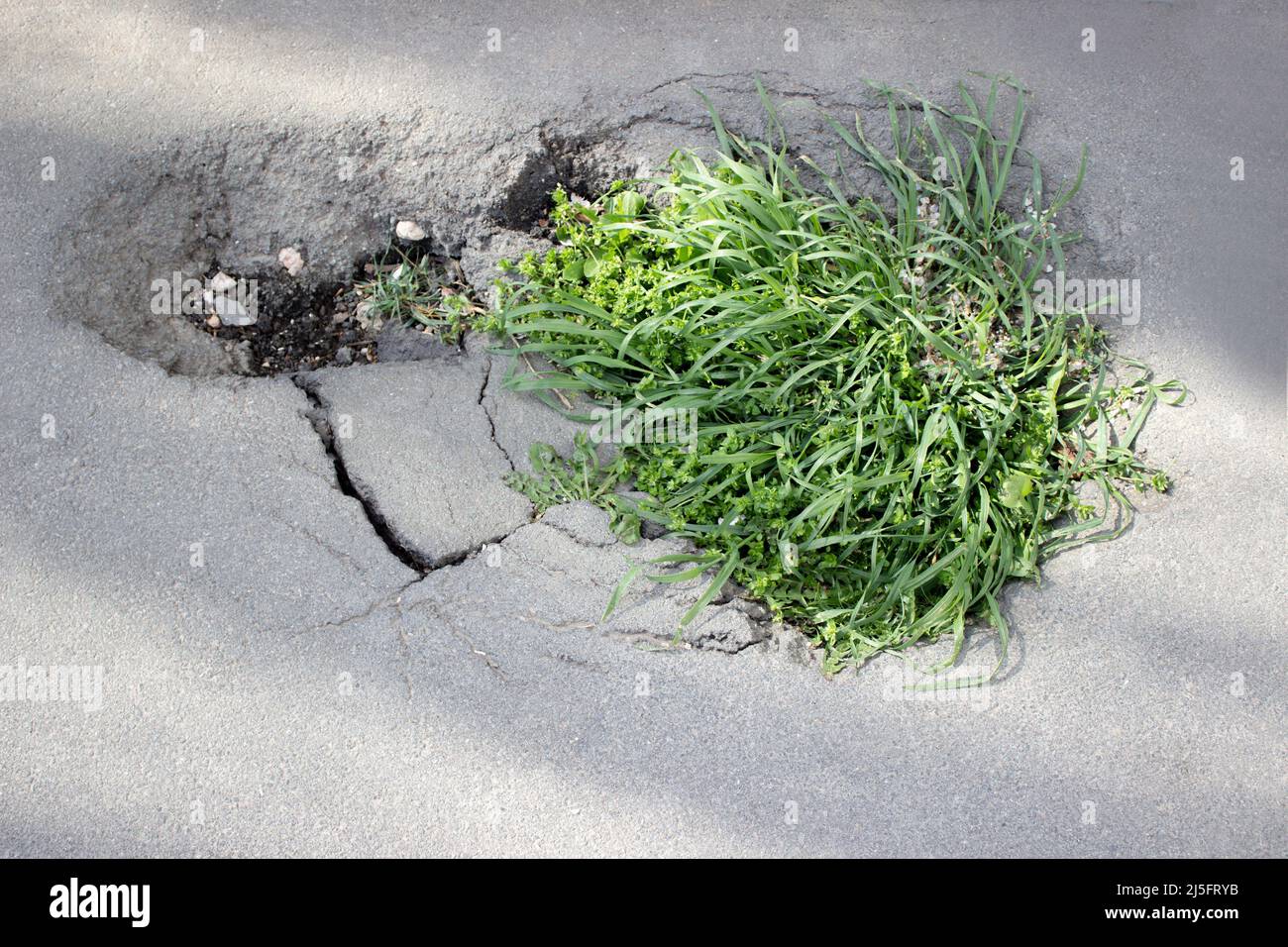 Gras wächst durch den Asphalt. Ein Riss in der Straße aus der Nähe Stockfoto