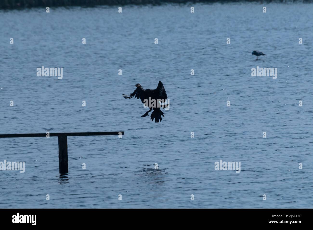 Ein eingehender Kormoran (Phalacrocorax carbo) landet auf einem Zaun bei Minsemere in Suffolk Stockfoto